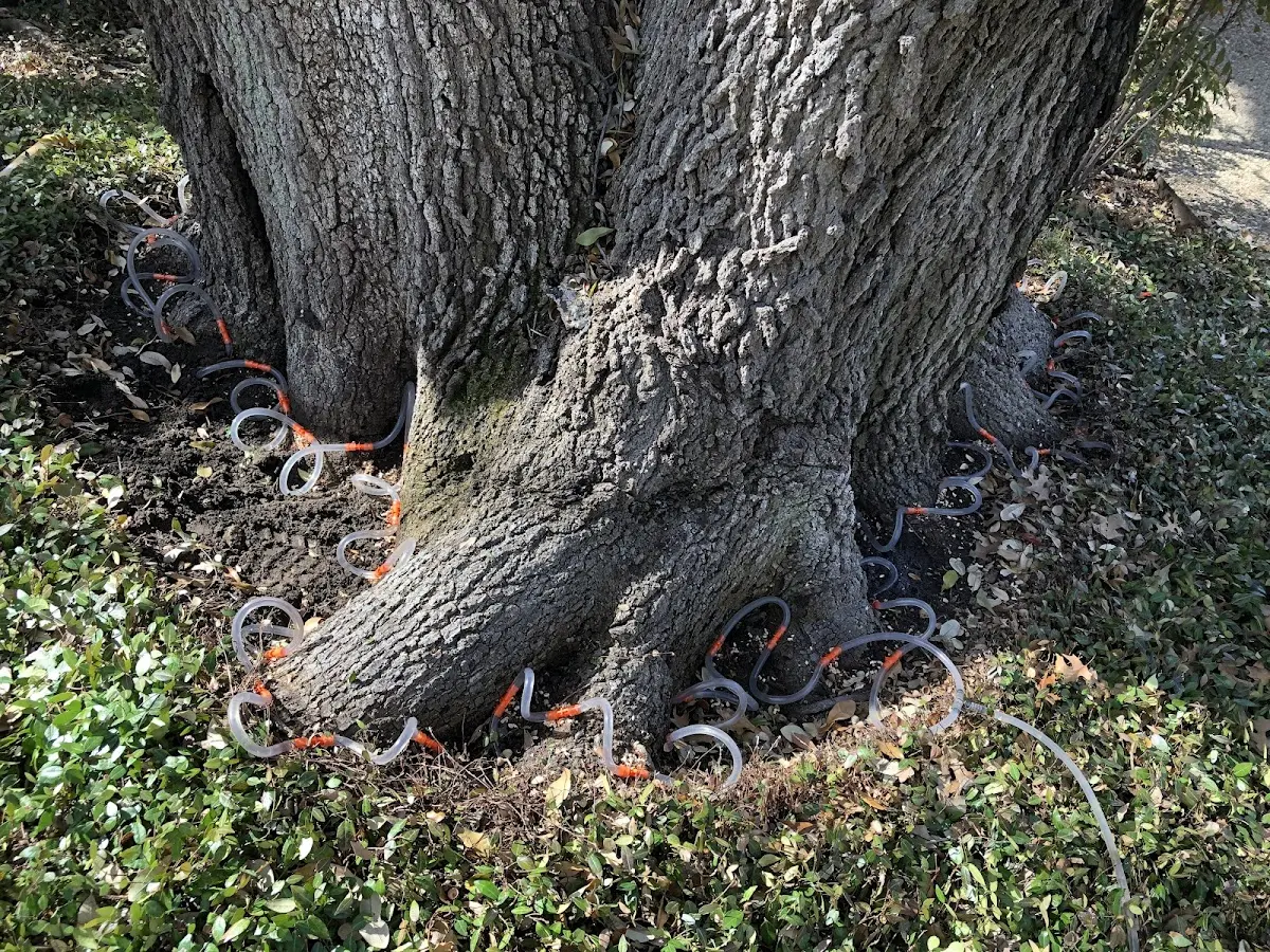 Detailed Tree Cabling and Bracing job site in South Cle Elum